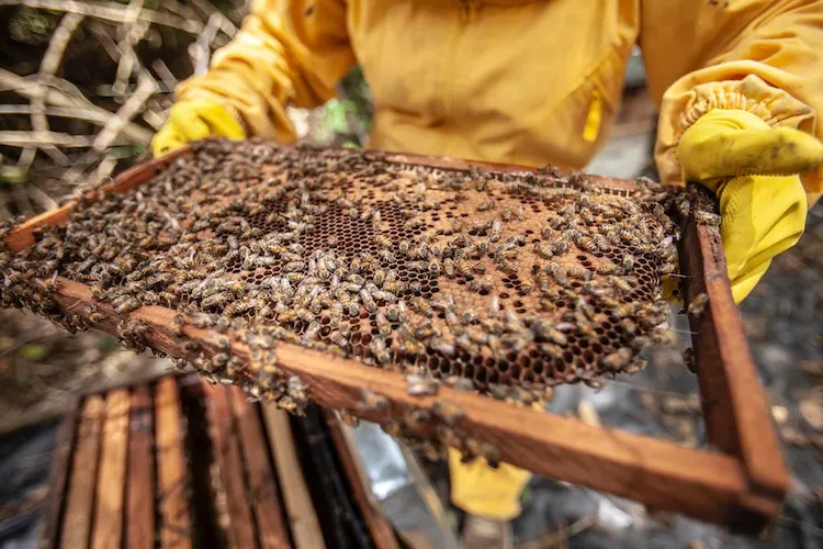 hobbies for men beekeeping 