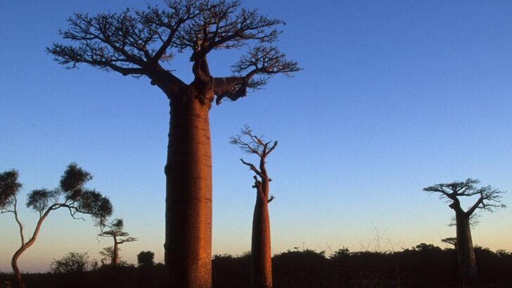 Baobab Oil For Skin