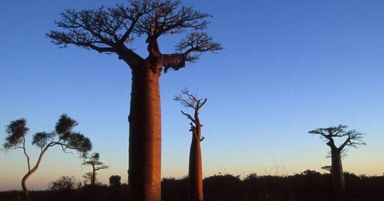 Baobab Oil For Skin