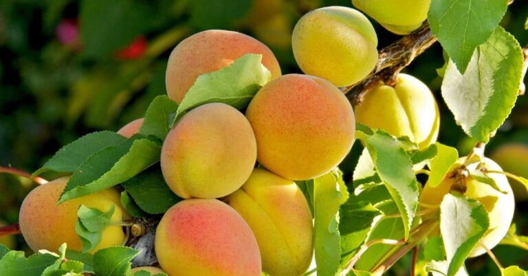 apricot kernel oil