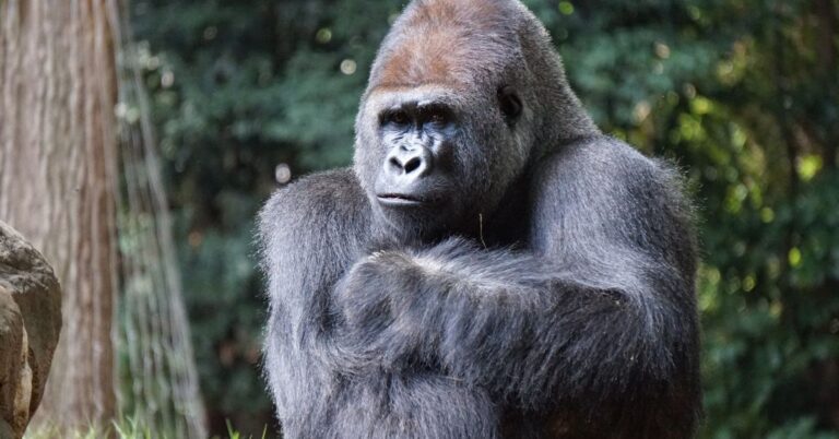 alpha male