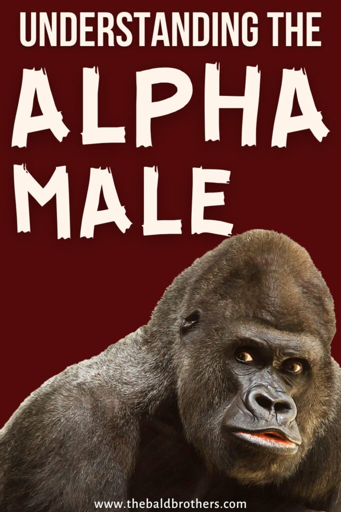 alpha male signs